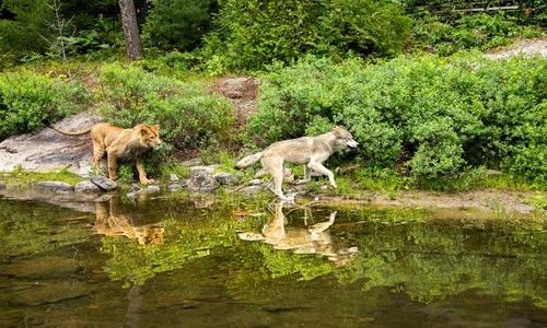 电影《狼与狮子》解说文案,狼与狮子,解说文案,第1张